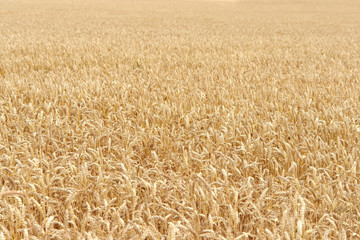ripe grain field detail