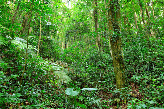 Fototapeta green forest