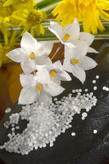 Globuli mit Jasmin und Blume