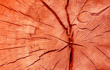 holz