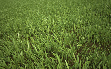 Green Yellow Grass