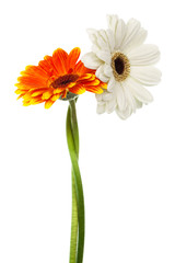 Beautiful two gerber