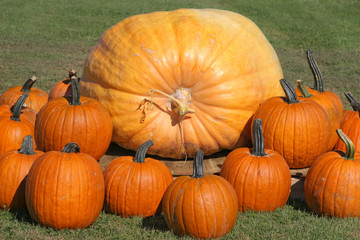 Giant Pumpkin