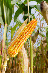 cob of corn on cornfield