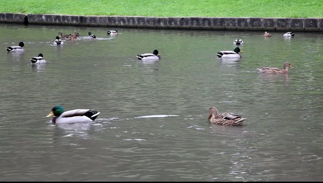 canard aux rdv