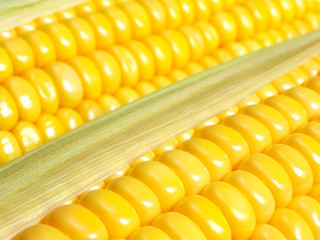 Yellow corn
