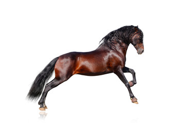 Fototapeta na wymiar andaluzyjski koń izolowane