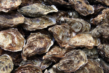 Oyster