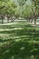 apple orchard