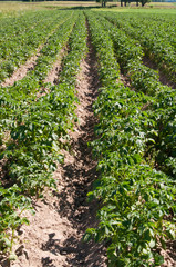 rows of planted potatoes on agricultural field