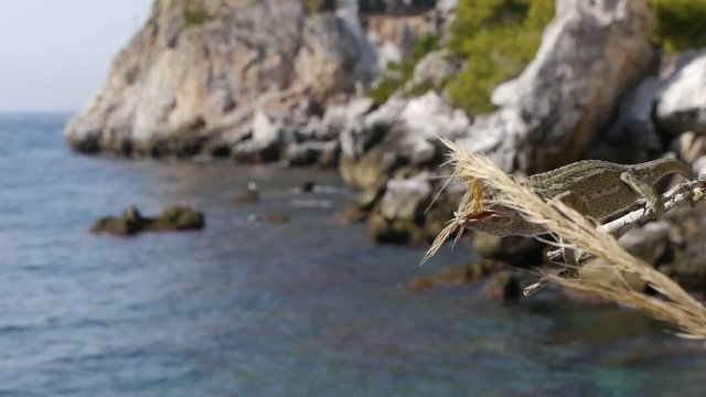 camaleon cazando en la playa