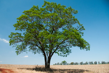 Fototapeta premium Paraná - Brasile