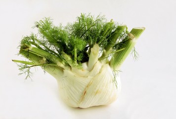 fresh fennel
