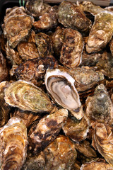 Oyster