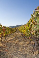 Vineyard in the Douro