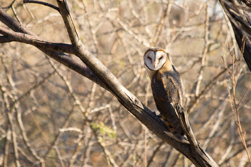 Obraz premium Barn Owl (engl.), Tyto alba (latein)
