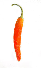 Orange chilli hanging in water