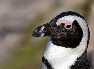 Close-up of a penguin