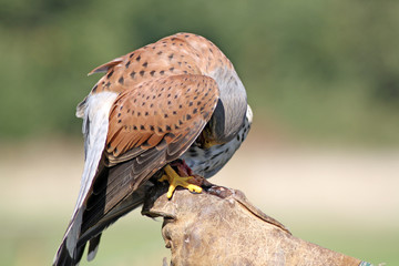 stunning kestral