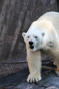 ice bear