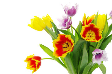 tulips