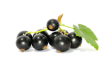 currant fruits