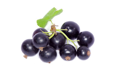 black currant