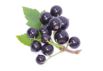 black currant