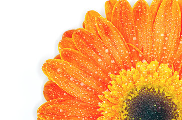 gerbera flower