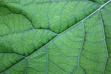 Green Leaf-Close Up