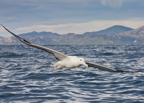 Gibson's Wandering Albatross Flying