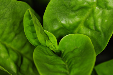 Spinach detail