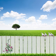 white fence
