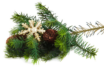 Cones in pine tree branch isolated on the white background