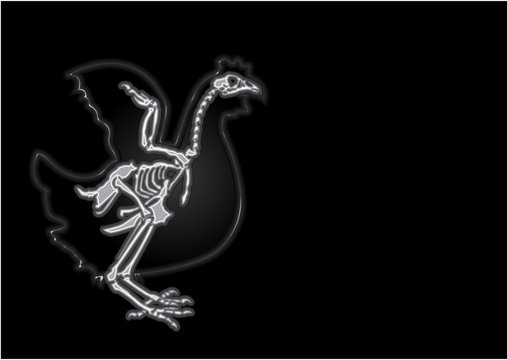 x-ray chicken