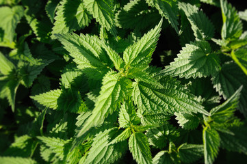 stinging nettles