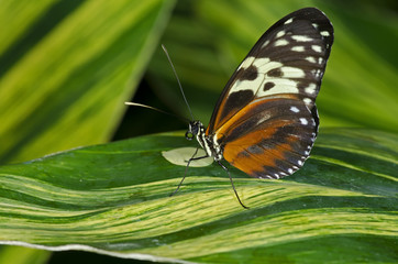 Fototapeta na wymiar Tiger Longwing Butterfly