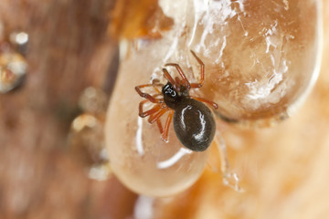 Small spider caught in sap, macro photo