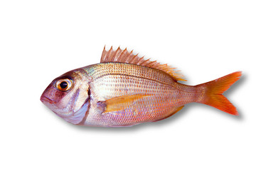 Common sea bream pagrus fish isolated © lunamarina