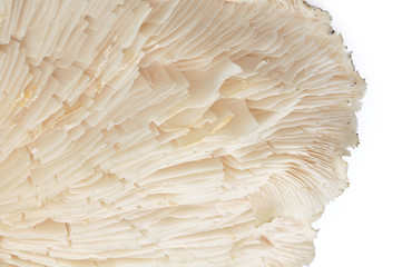 Detail mushrooms isolated on a white background