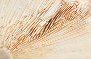 Detail mushrooms bottom