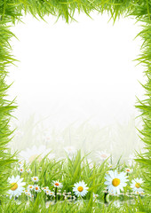 Fototapeta na wymiar White camomiles and green grass as a background