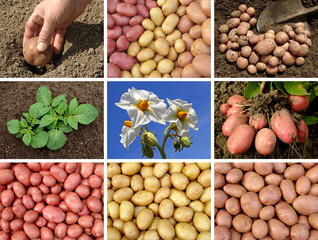 collage of potatoes growing and harvested