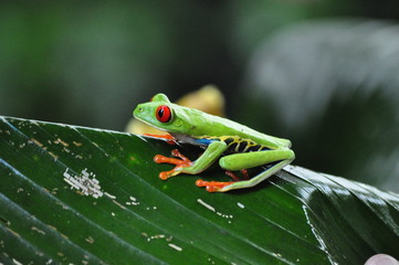 red eye frog