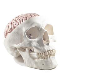 Human skull with brain model,isolated
