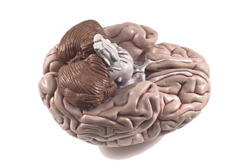 human brain model, isolated
