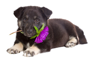 puppy holding flower