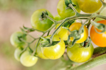 Fototapeta na wymiar garden tomatoes
