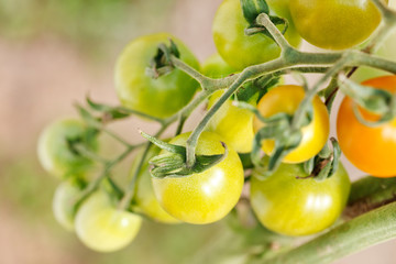 garden tomatoes