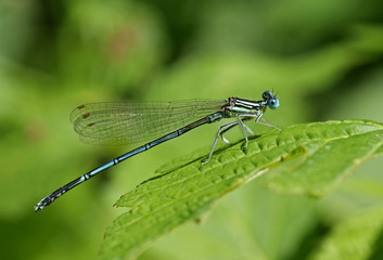 Blaue Federlibelle - [Platycnemis pennipes]